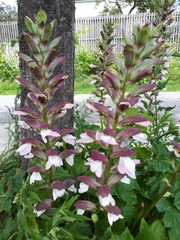 Acanthus mollis