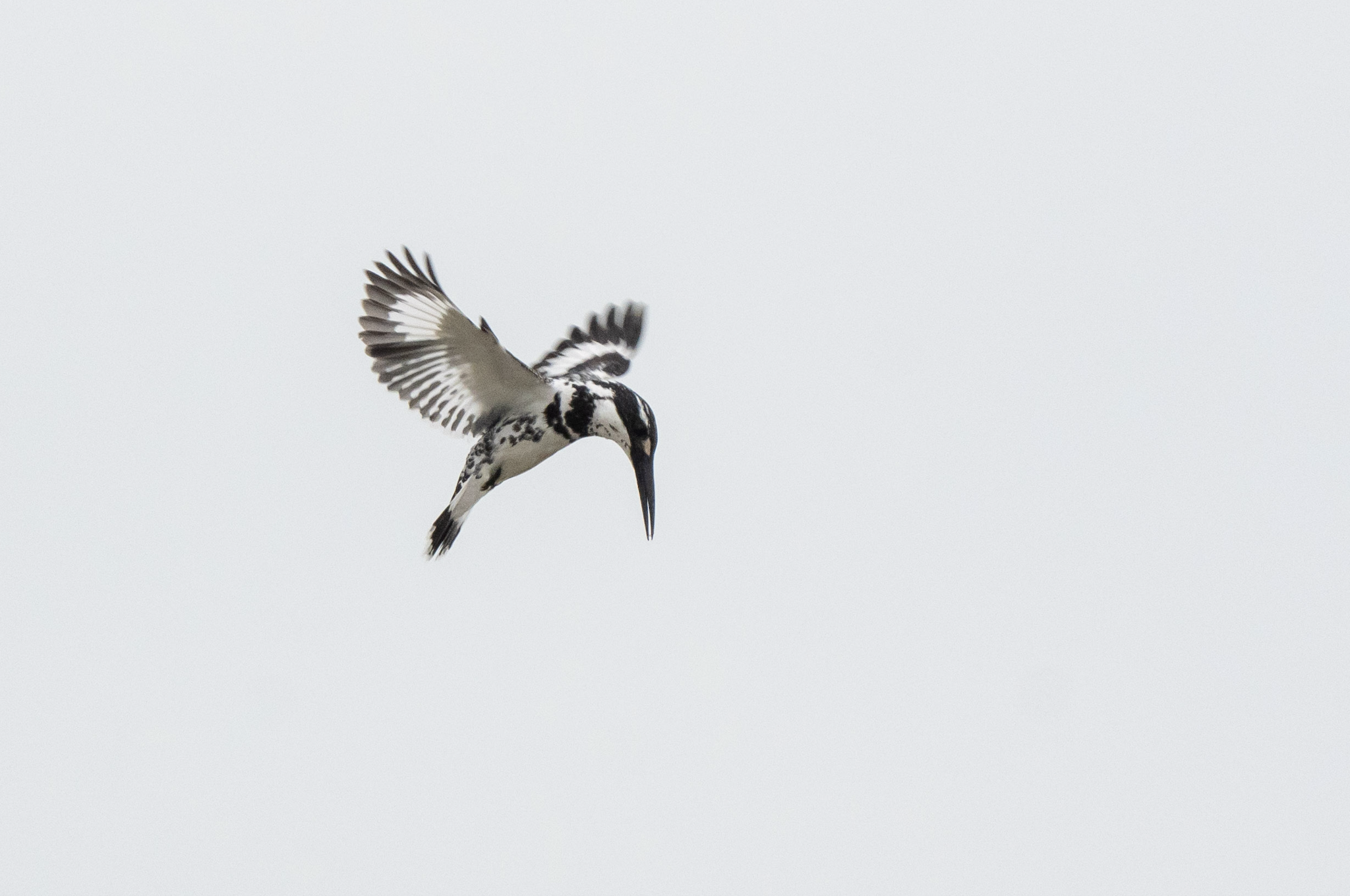 Pied Kingfisher