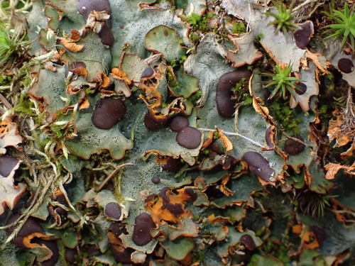 *Solorina crocea* (Chocolate Chip Lichen) by &copy Jack Bindernagel on iNaturalist. Observed  in  Central Kootenay, BC, Canada