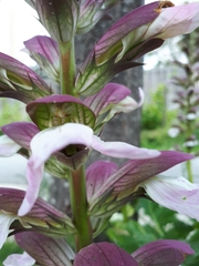Acanthus mollis