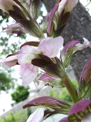 Acanthus mollis