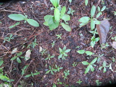 Podocarpus totara
