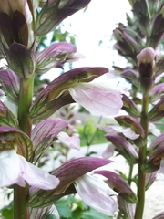 Acanthus mollis