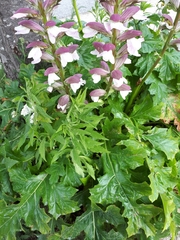 Acanthus mollis
