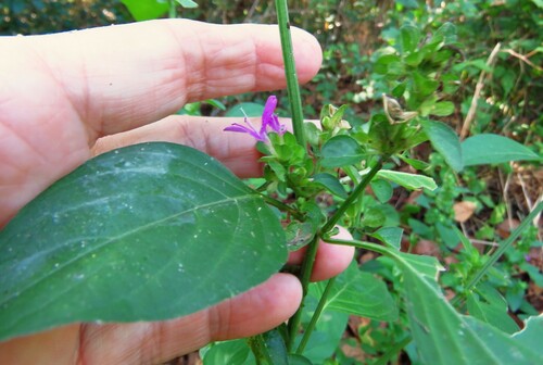 Image of Dicliptera brachiata by (c) Annika Lindqvist, some rights reserved (CC BY)