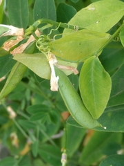 Vicia dumetorum