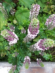 Acanthus mollis