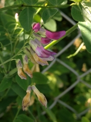 Vicia dumetorum