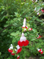 Salvia microphylla microphylla