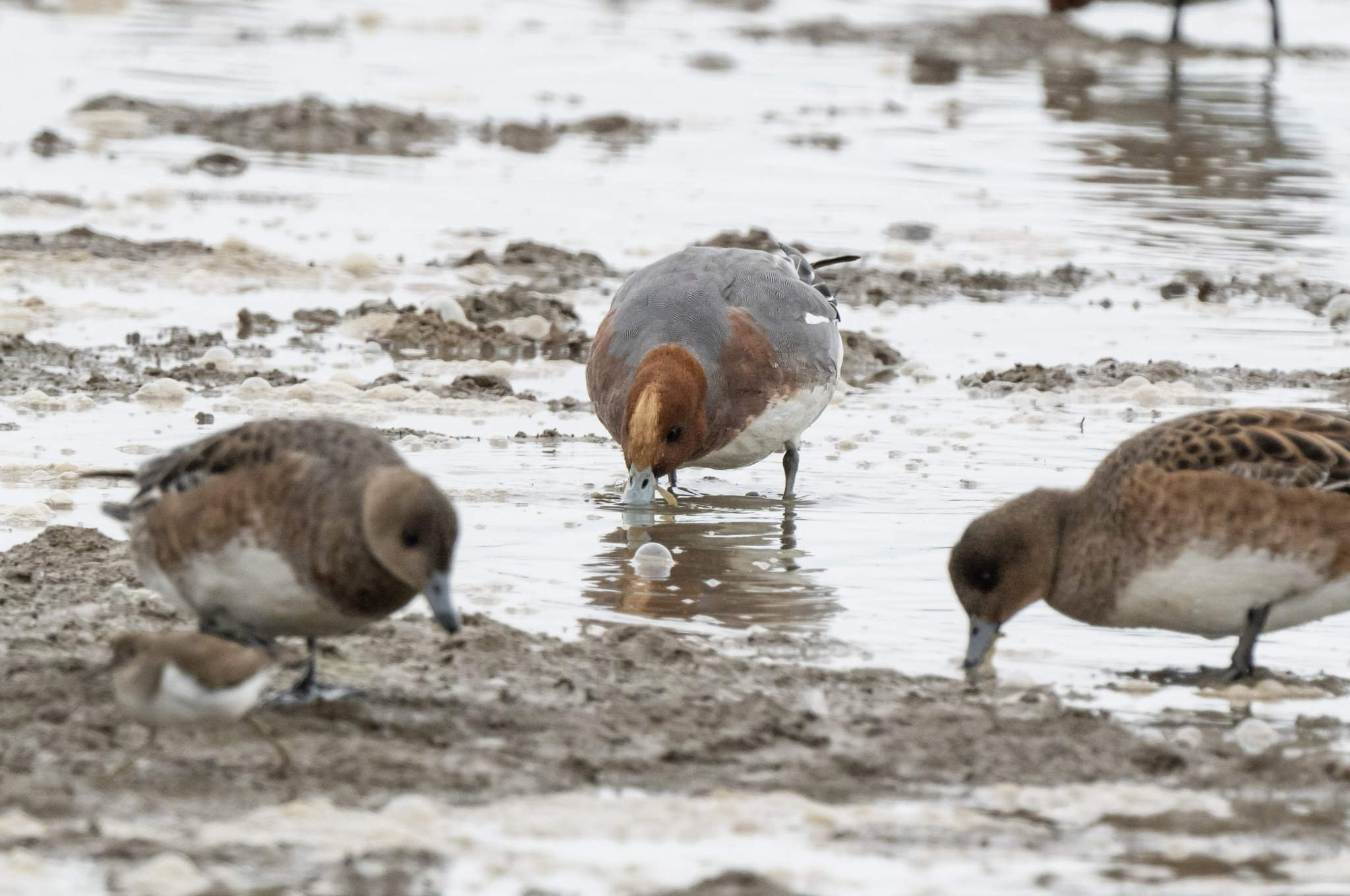 Eurasian Wigeon