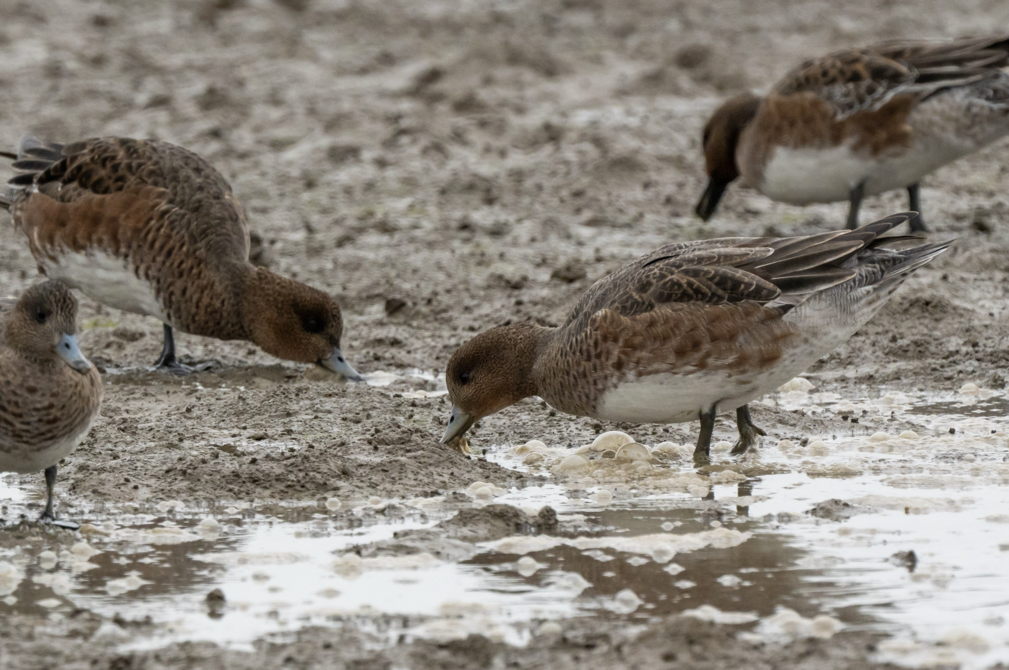 Eurasian Wigeon