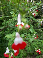 Salvia microphylla microphylla