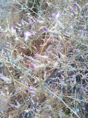 Centaurea virgata squarrosa