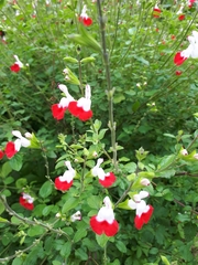 Salvia microphylla microphylla