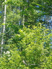 Fraxinus nigra image