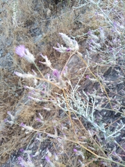 Centaurea virgata squarrosa