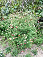 Salvia microphylla microphylla
