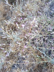 Centaurea virgata squarrosa
