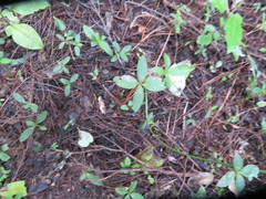 Dysoxylum spectabile