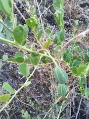 Capparis spinosa herbacea