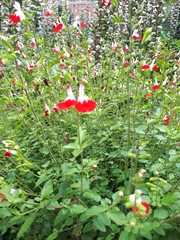 Salvia microphylla microphylla
