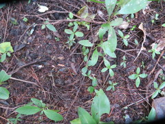 Dysoxylum spectabile