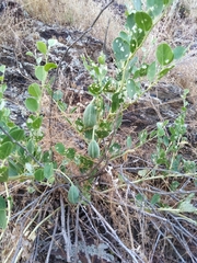 Capparis spinosa herbacea