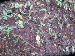 Dysoxylum spectabile