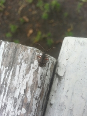 Closterotomus biclavatus