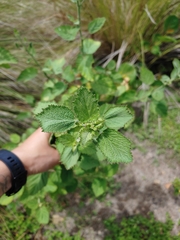 Sida cordifolia