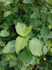 Sida cordifolia