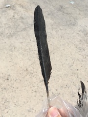 Gulosus aristotelis desmarestii