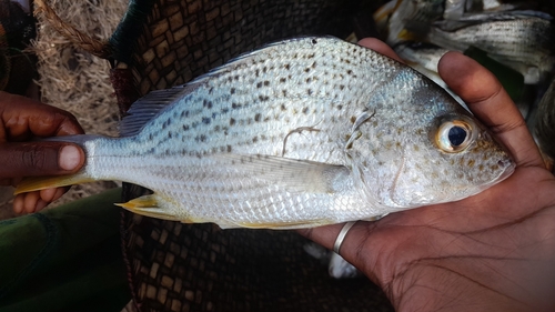 Cock grunter (Pomadasys multimaculatus) — Haemulidae — 2