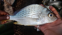 Cock Grunter photo 1