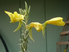 Magnoliopsida