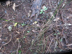 Hedycarya arborea