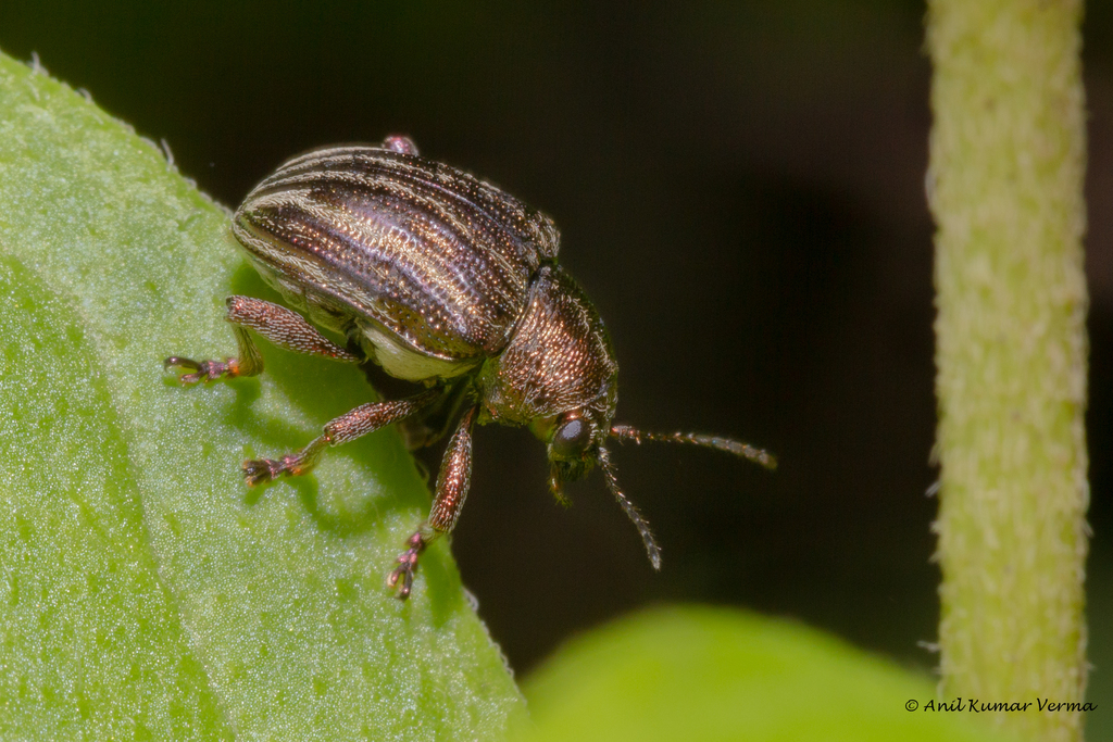 Heteraspis vittata