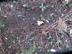 Hedycarya arborea