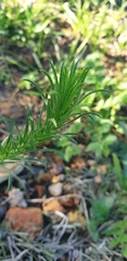 Leysera gnaphalodes