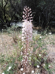Eremurus