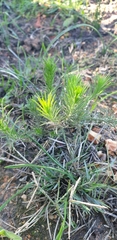 Leysera gnaphalodes