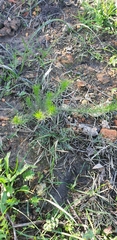 Leysera gnaphalodes
