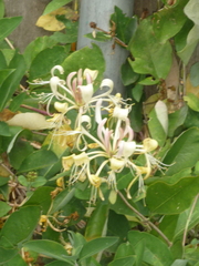 Lonicera periclymenum