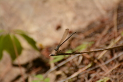 Argia translata