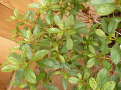 Rhododendron