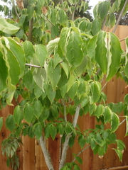 Cornus florida