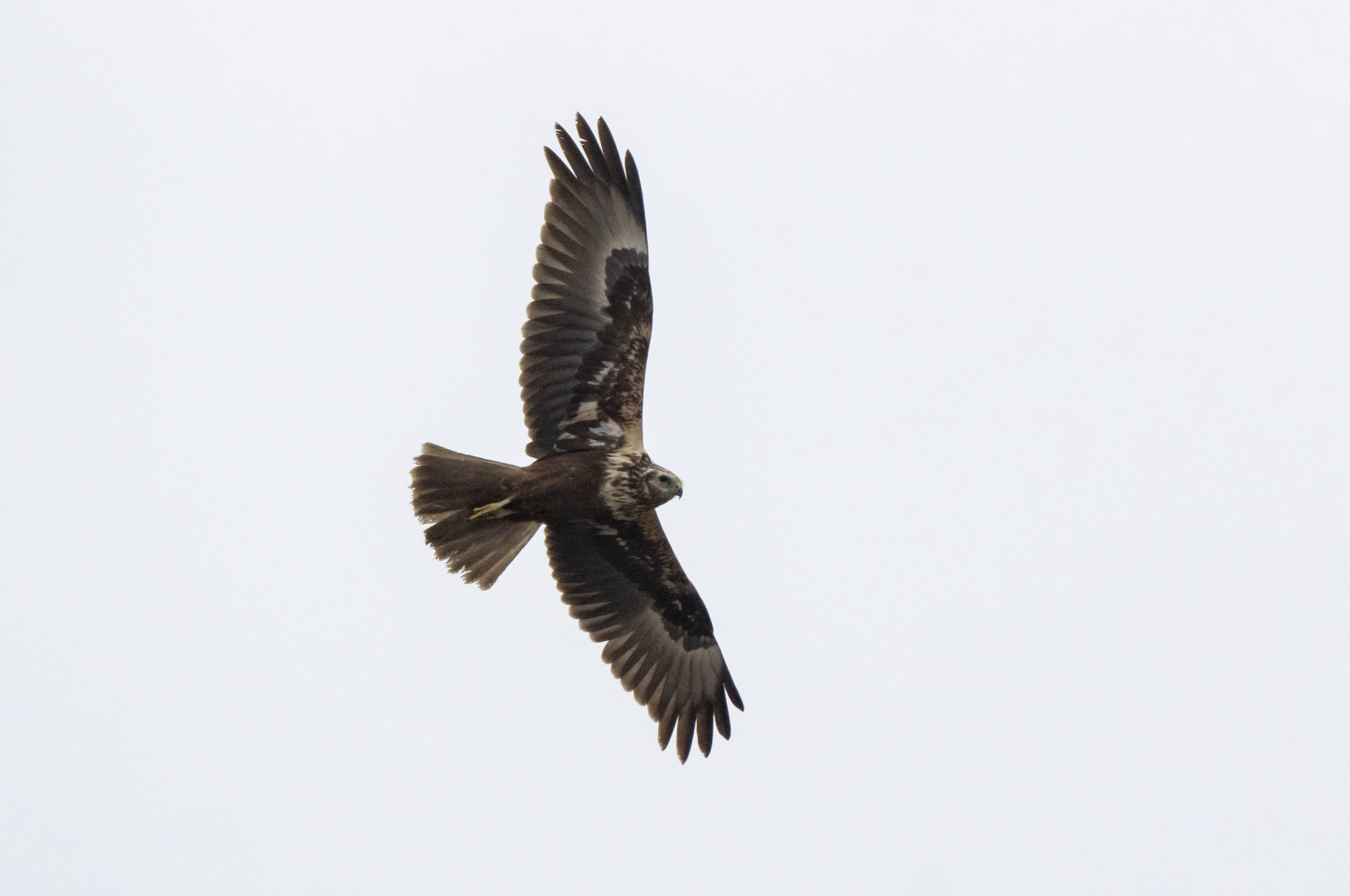Eastern Marsh Harrier