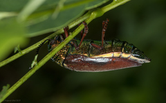 Sternocera