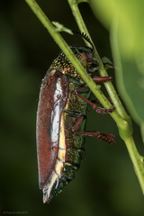 Sternocera