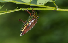 Sternocera